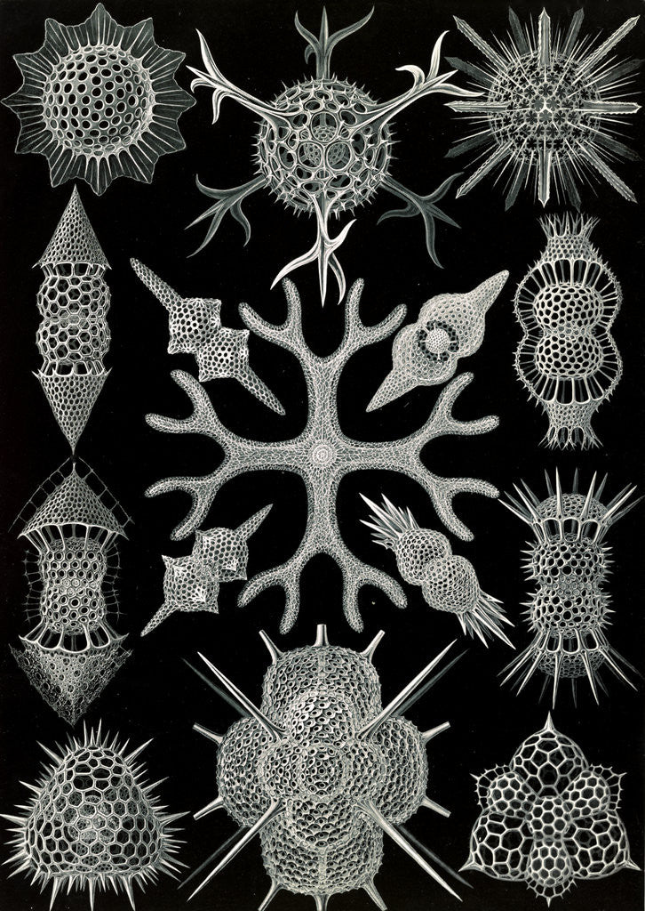 Detail of Microorganisms. Spumellaria by Ernst Haeckel