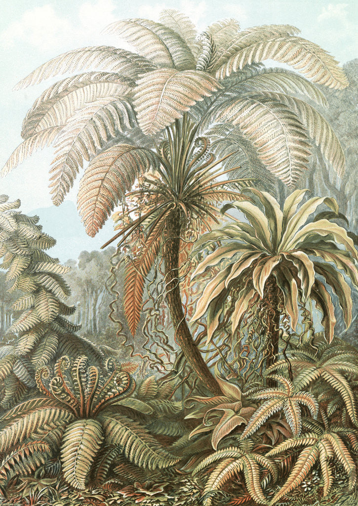 Detail of Ferns. Filicinae by Ernst Haeckel