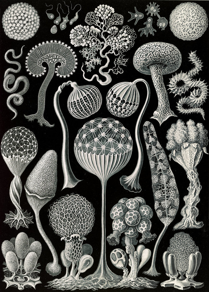 Detail of Slime molds. Mycetozoa by Ernst Haeckel
