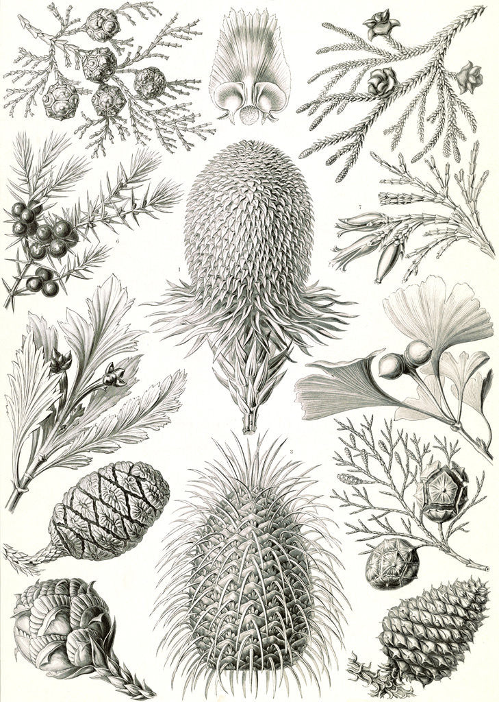 Detail of Conifers. Coniferae by Ernst Haeckel