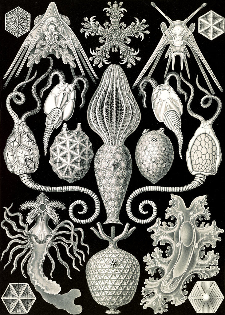 Detail of Marine animals. Amphoridea by Ernst Haeckel