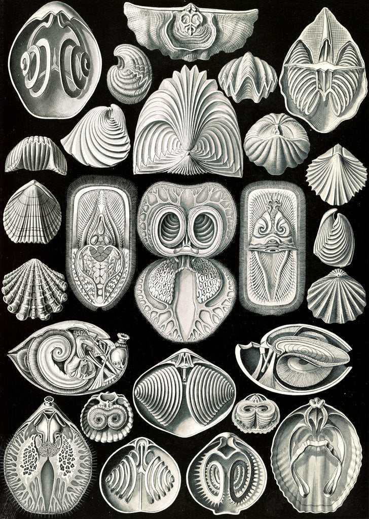 Detail of Marine animals. Spirobranchia by Ernst Haeckel
