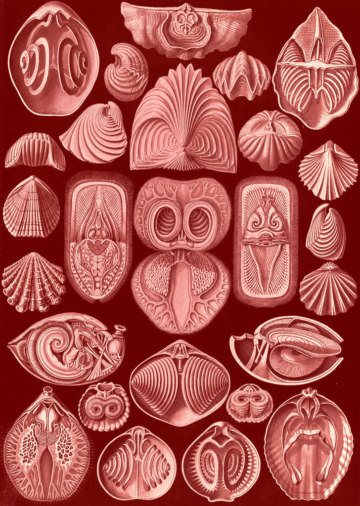 Detail of Marine animals. Spirobranchia by Ernst Haeckel