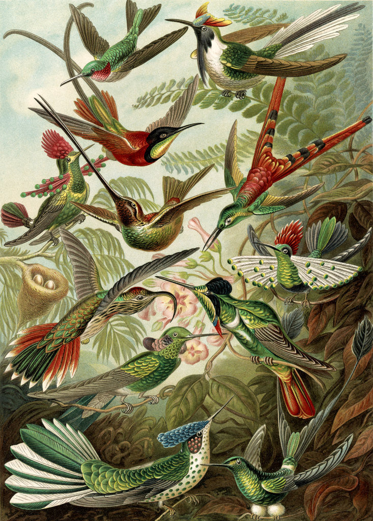 Detail of Hummingbirds. Trochilidae by Ernst Haeckel