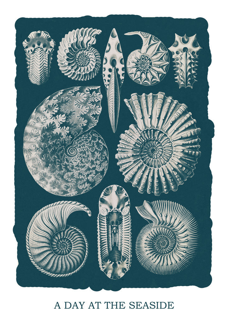 Detail of Marine mollusks. Ammonitida by Ernst Haeckel
