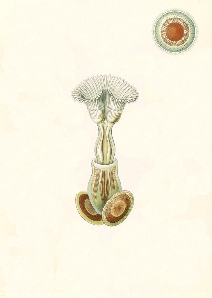 Detail of Aquatic invertebrates. Bryozoa by Ernst Haeckel