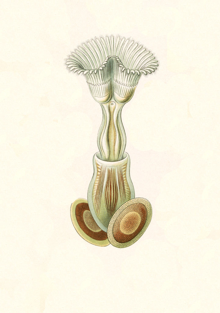 Detail of Aquatic invertebrates. Bryozoa by Ernst Haeckel