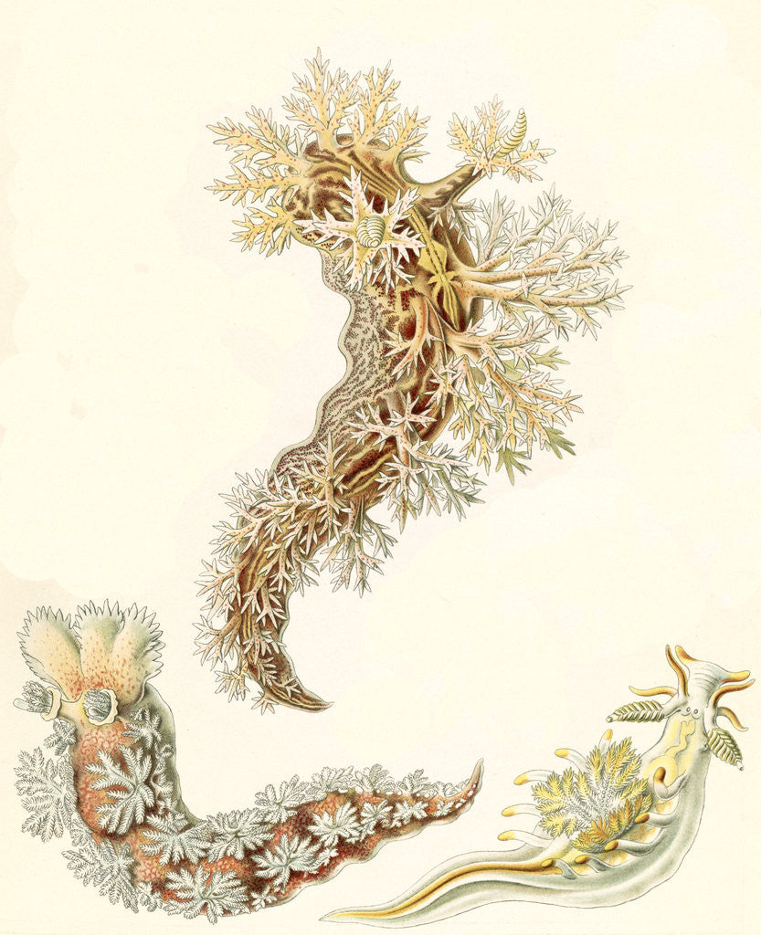 Detail of Marine mollusks. Nudibranchia by Ernst Haeckel