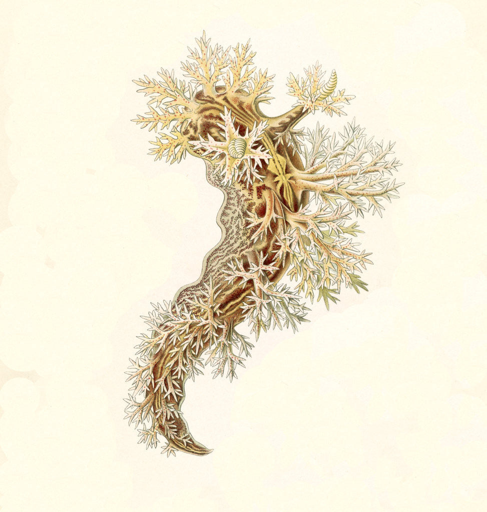 Detail of Marine mollusks. Nudibranchia by Ernst Haeckel