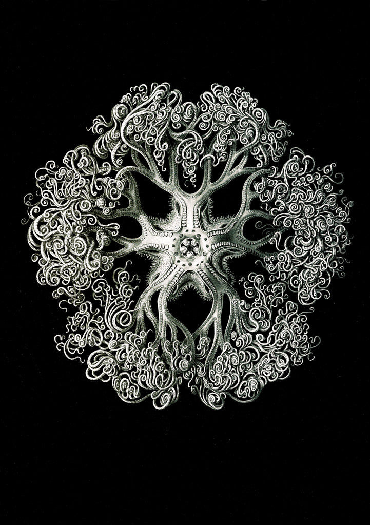 Detail of Starfish and details of starfish anatomy. Ophiodea by Ernst Haeckel