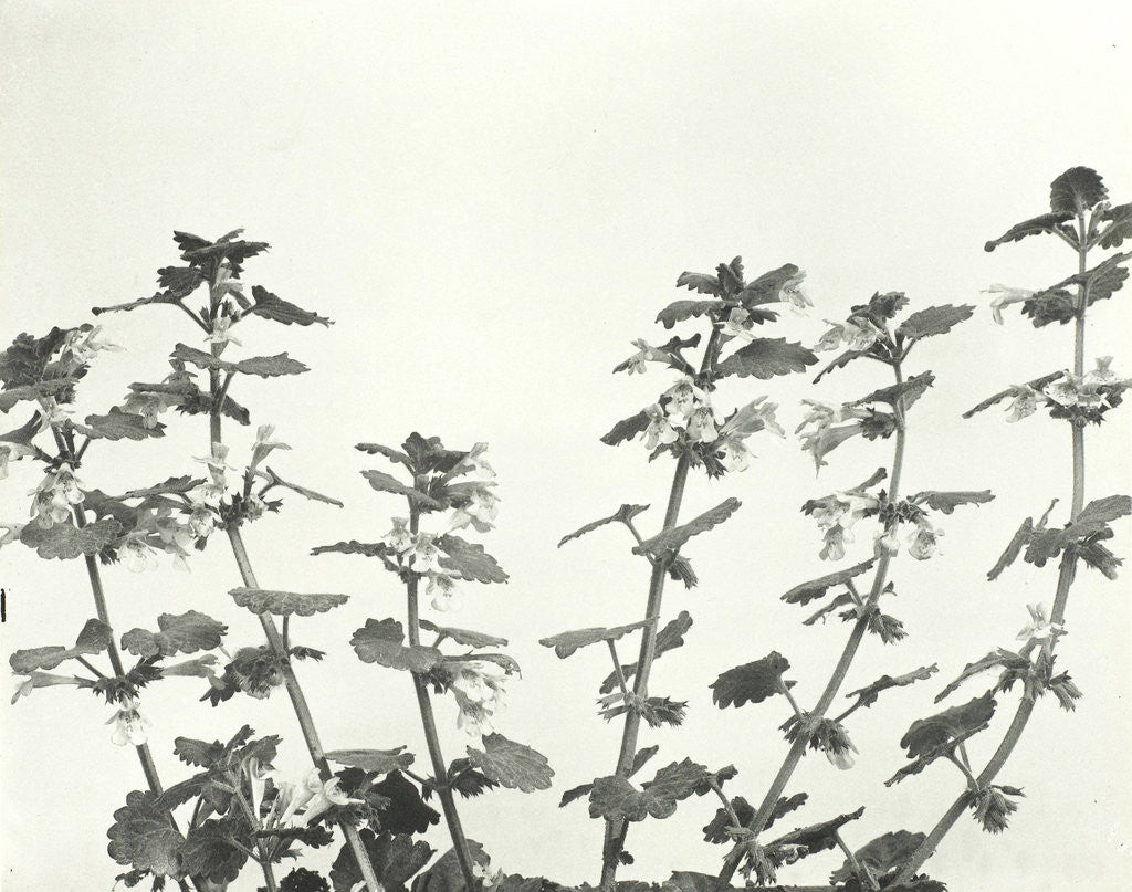 Detail of Still life with flowers (ivy) by Edwin Hale Lincoln