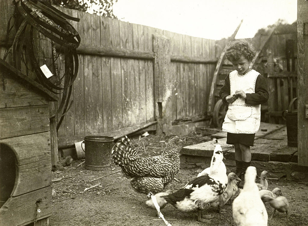 Detail of Eckart Titzenthaler, son of the photographer standing on a farm with chickens and geese by Waldemar Titzenthaler