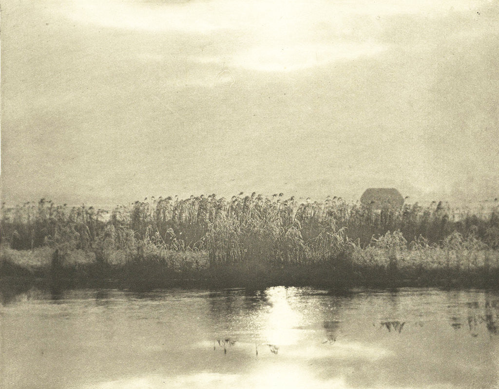 Detail of Water with cornfield by Peter Henry Emerson