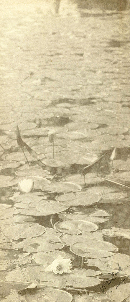 Detail of Water Lilies by William B. Post