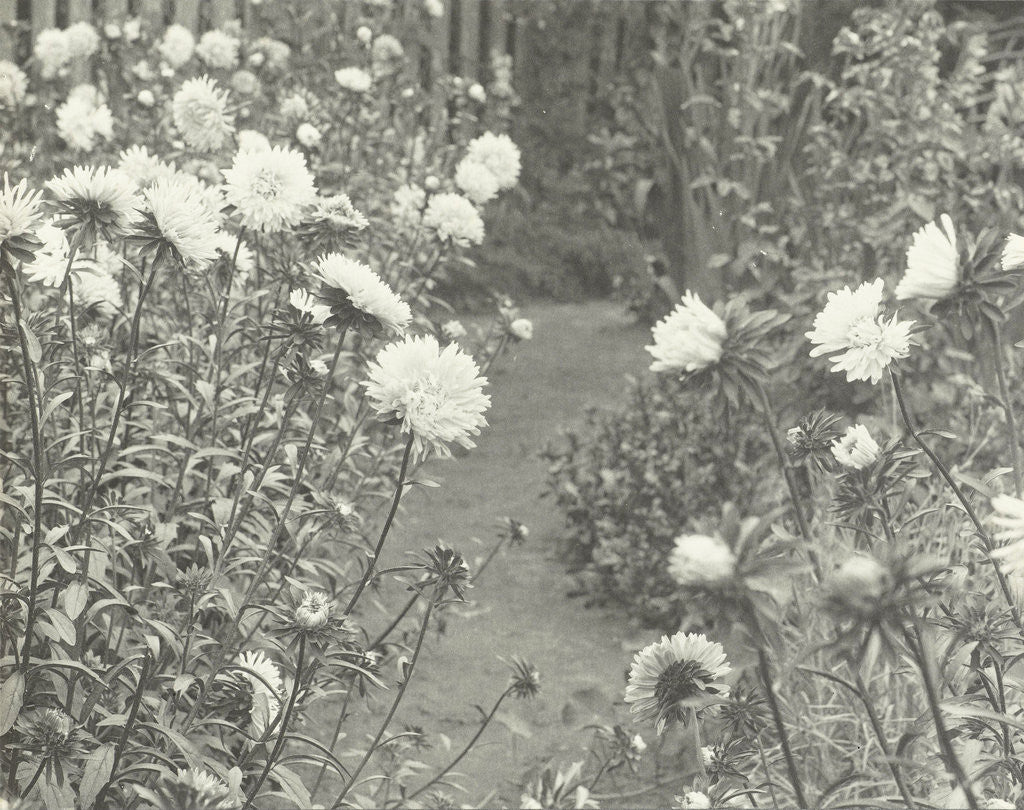Detail of View of a garden with flowers by William B. Post