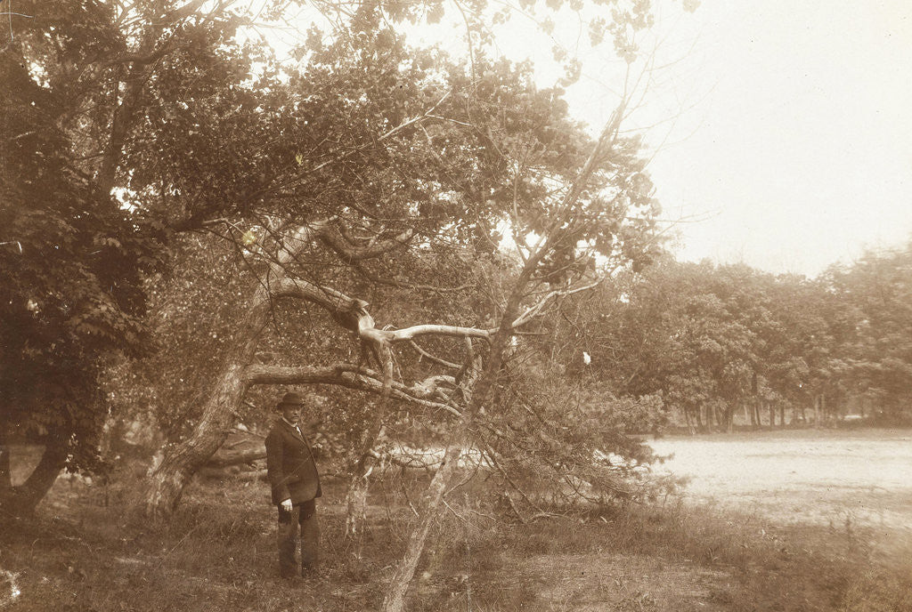 Detail of Face in the Meijendel near Wassenaar and The Hague by Anonymous