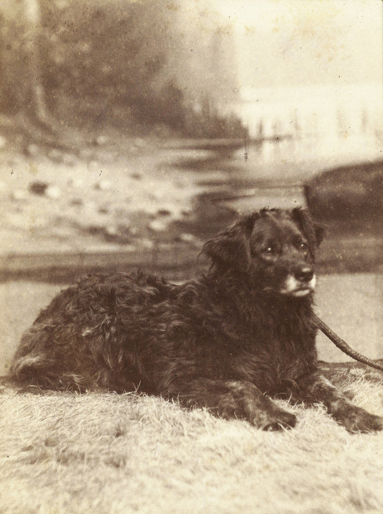 Detail of Portrait of a dog who saved the life of W.A. Blokhuis in the fire at his factory at night on 20-21 July 1886 by Abraham Koorenhoff
