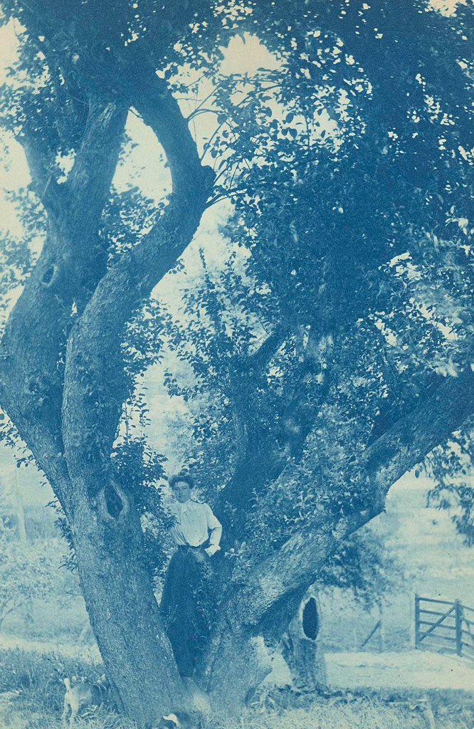 Detail of standing in an tree (willow) by Anonymous