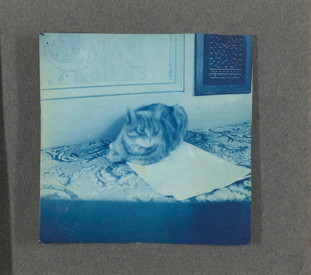 Detail of Reclining cat, United States, USA by Anonymous