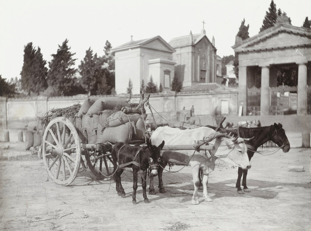 Detail of Napoli costume, Naples Italy by Giorgio Sommer