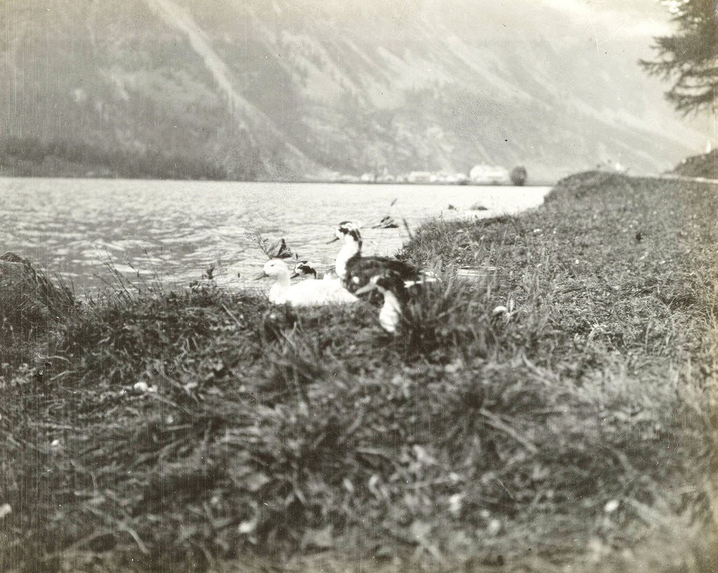Detail of Ducks on the shore of a lake by Anonymous