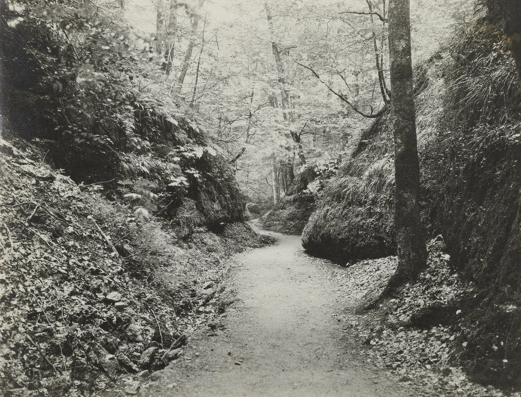Detail of Forest road by Anonymous