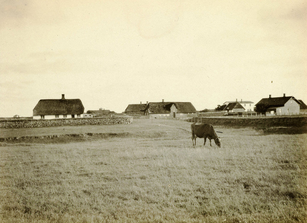 Detail of Cow in a meadow, with farms in the background by Anonymous