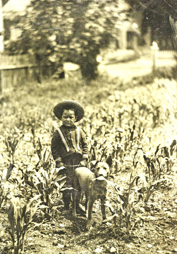 Detail of Child with dog standing in a field with crops by Anonymous