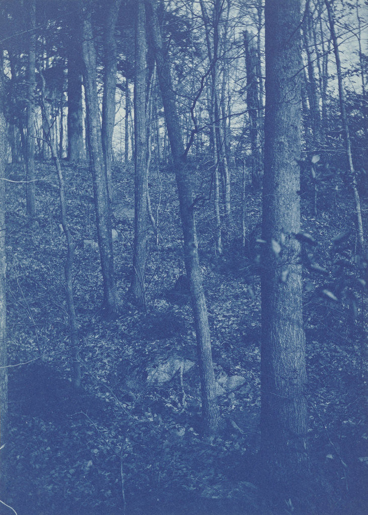 Detail of View of a forest from a holiday house by Anonymous