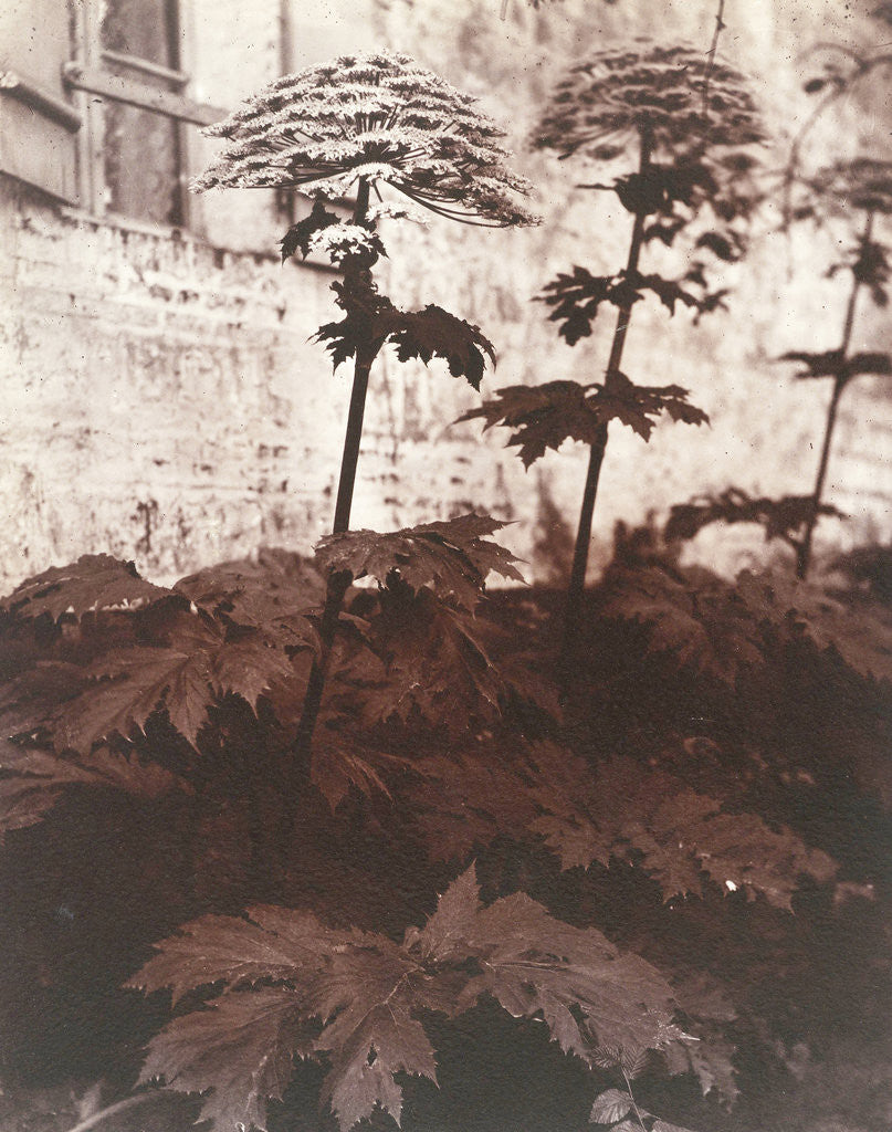 Detail of Study of Plants by Eugène Atget