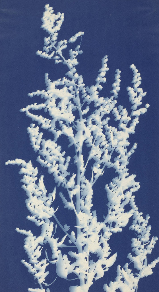 Detail of Lamb's Quarters or White Goosefoot by Bertha E. Jaques