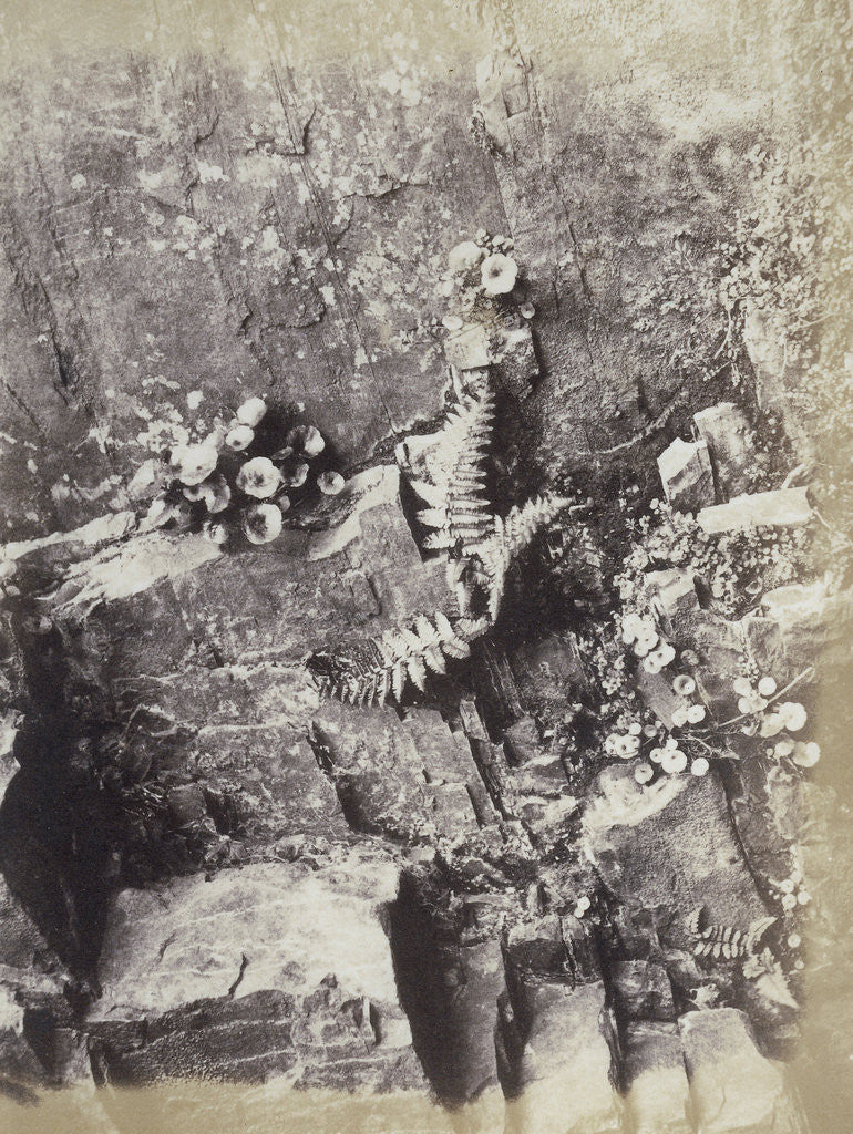 Detail of Plant Study by Hugh Owen