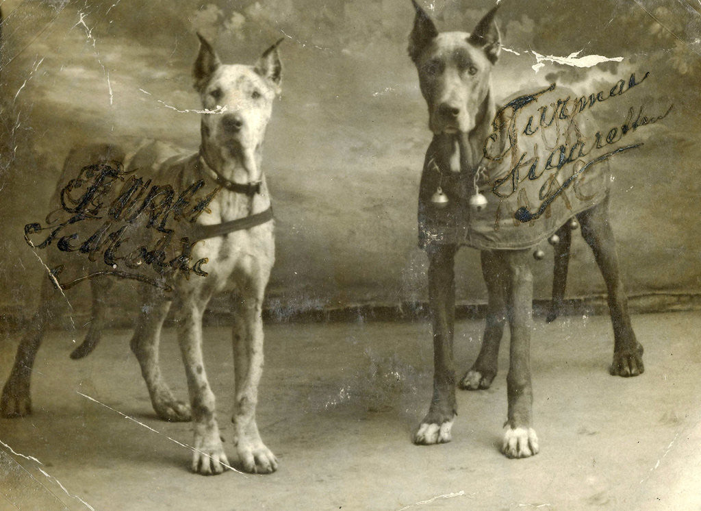 Detail of Portrait two dogs toymaker advertising texts Turman cigarettes by Anonymous