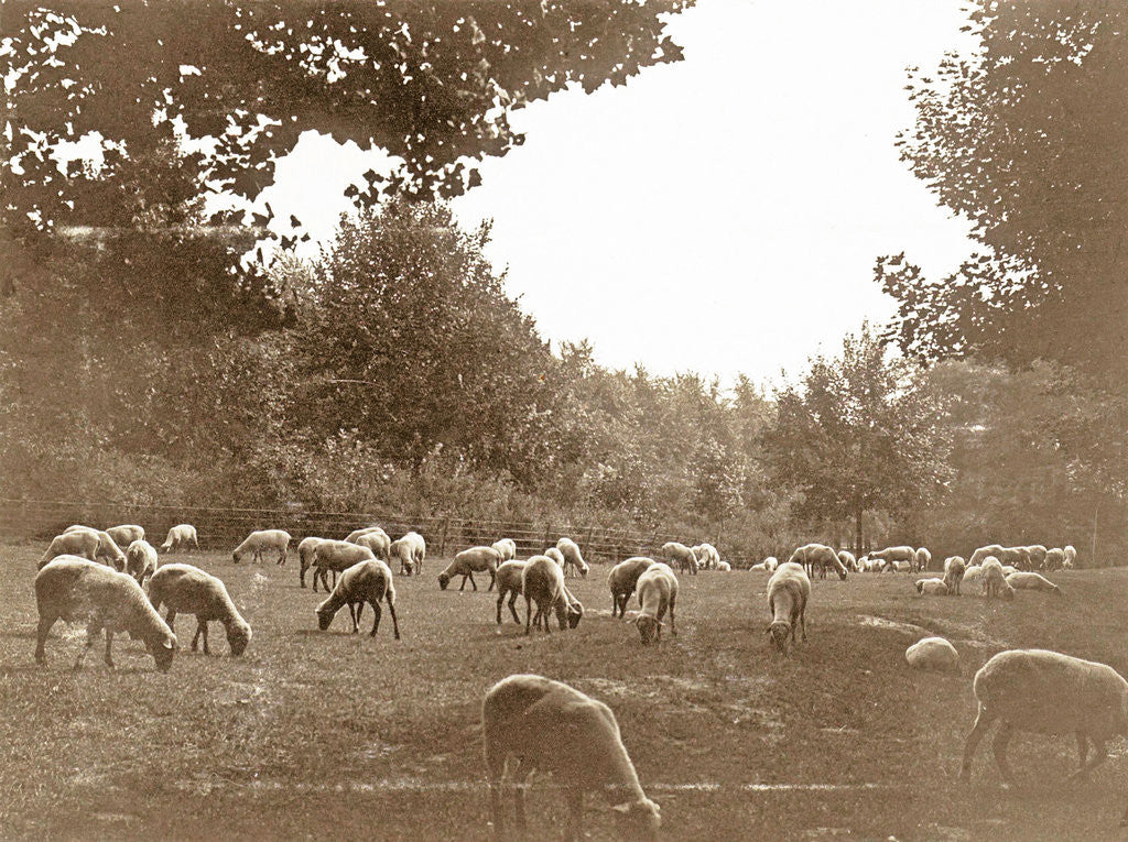 Detail of Flock of sheep in a meadow by Anonymous