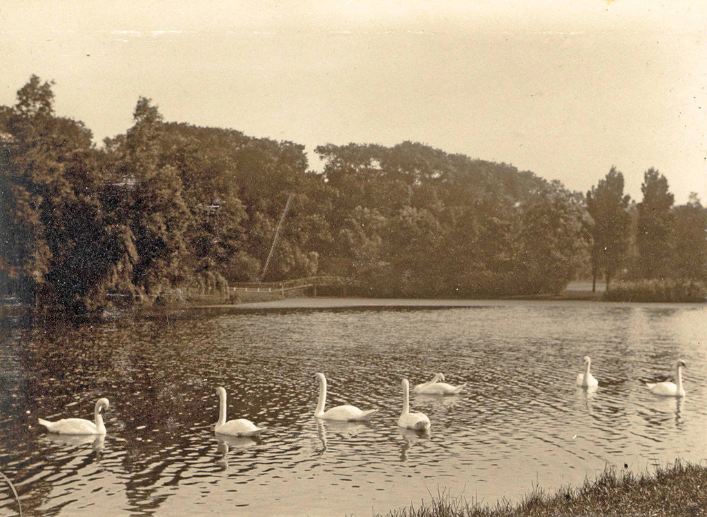 Detail of Swans on the water in the background trees by Anonymous