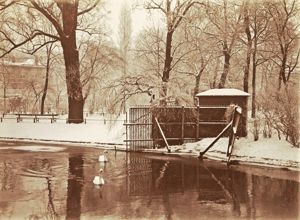 Detail of Swans in a pond in a snowy park by Anonymous