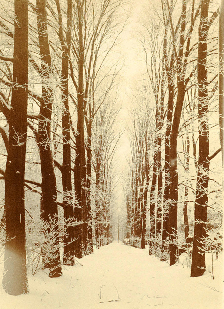 Detail of Snowy lane in a park, possibly Amsterdam by Anonymous
