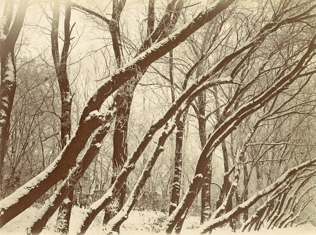 Detail of Snowy trees in a park, possibly Amsterdam by Anonymous