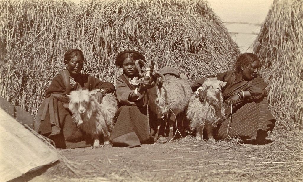 Detail of Tibetan women with goats for haystacks by D.T. Dalton