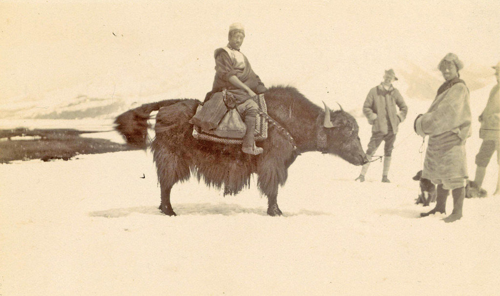 Detail of Man on a yak in Tibet by D.T. Dalton