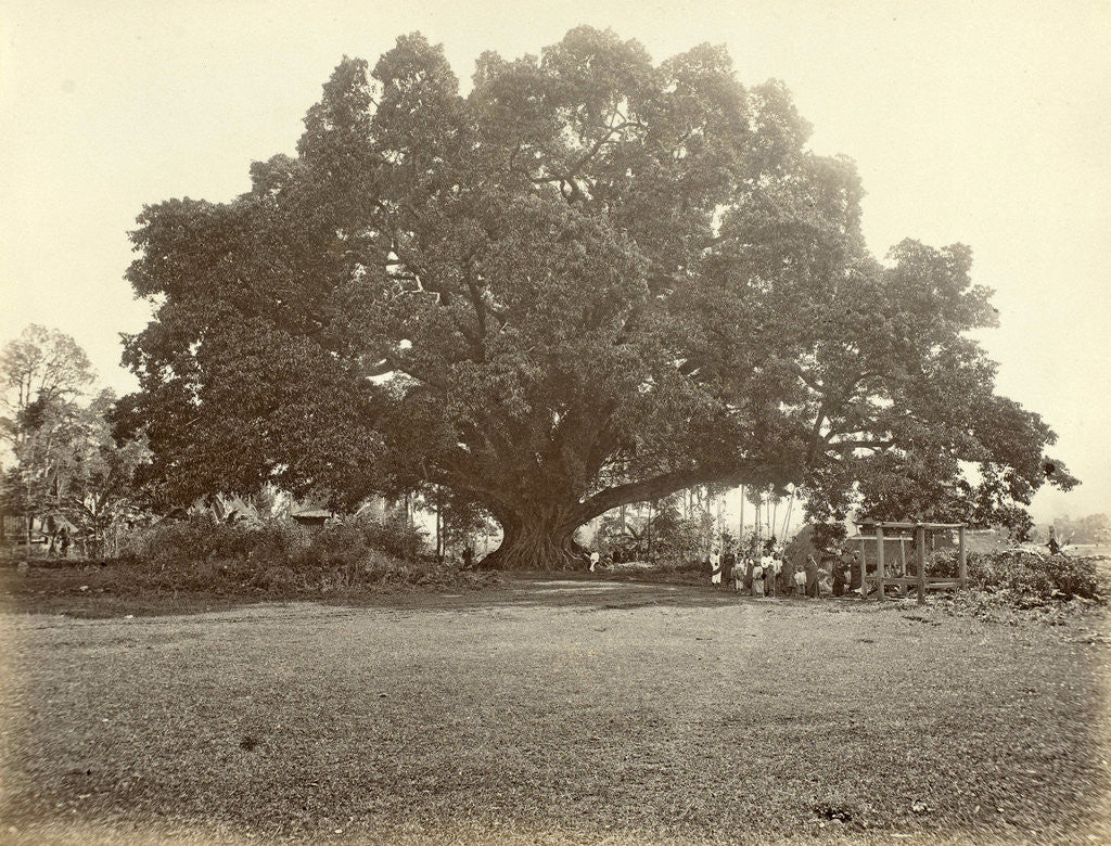 Detail of Indian people under a large tree in the Dutch East Indies by Anonymous