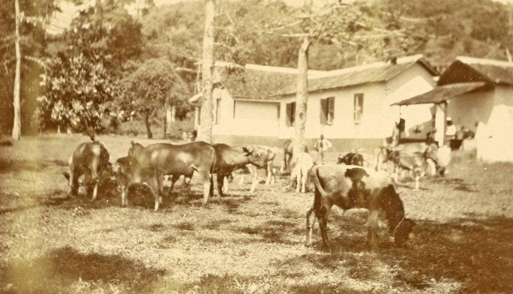 Detail of leper colony Dana Raja: cattle and buildings by Anonymous