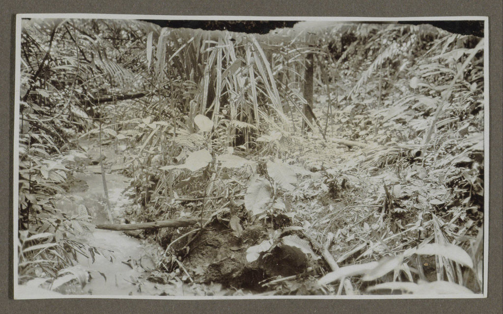 Detail of Vegetation on the banks of a stream by Anonymous