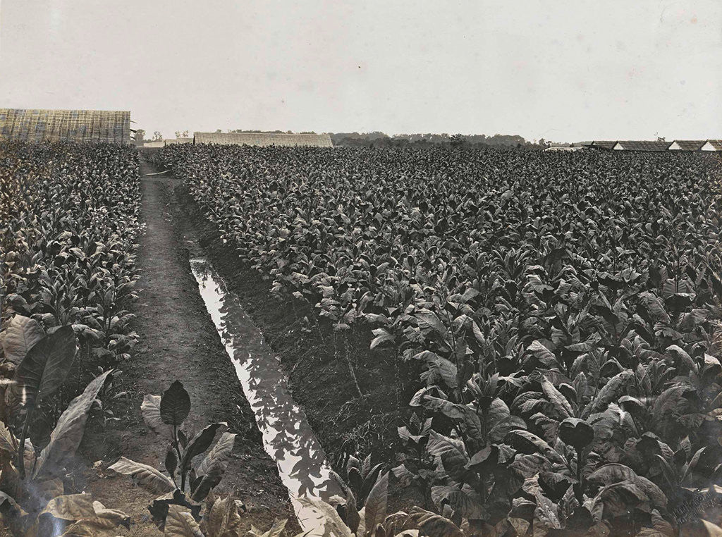 Detail of Sumatra indonesia tobacco field by Carl J. Kleingrothe