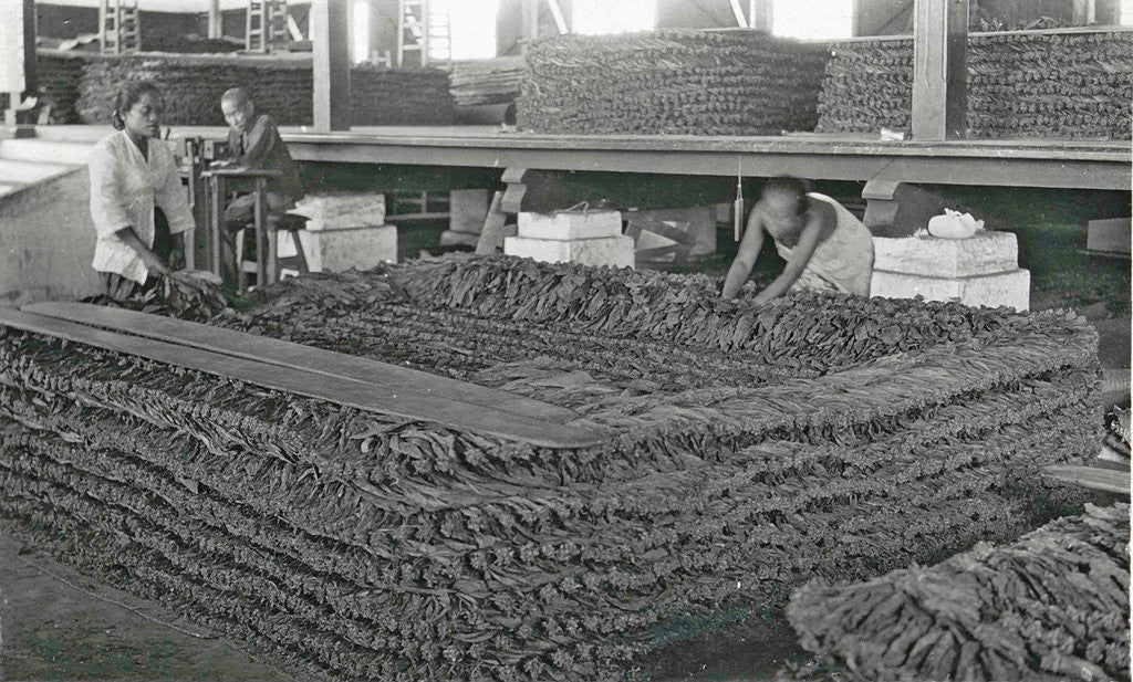 Detail of Sumatra indonesia, the stacking of tobacco in barn by Anonymous