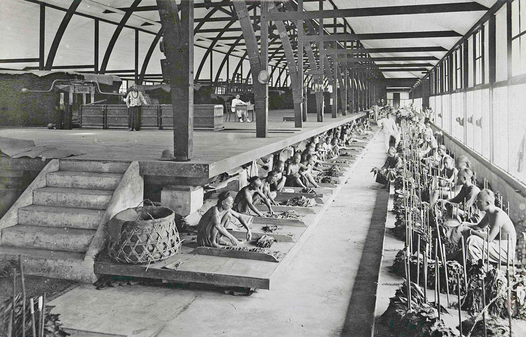 Detail of Sumatra indonesia, sorters into fermentable barn by Carl J. Kleingrothe