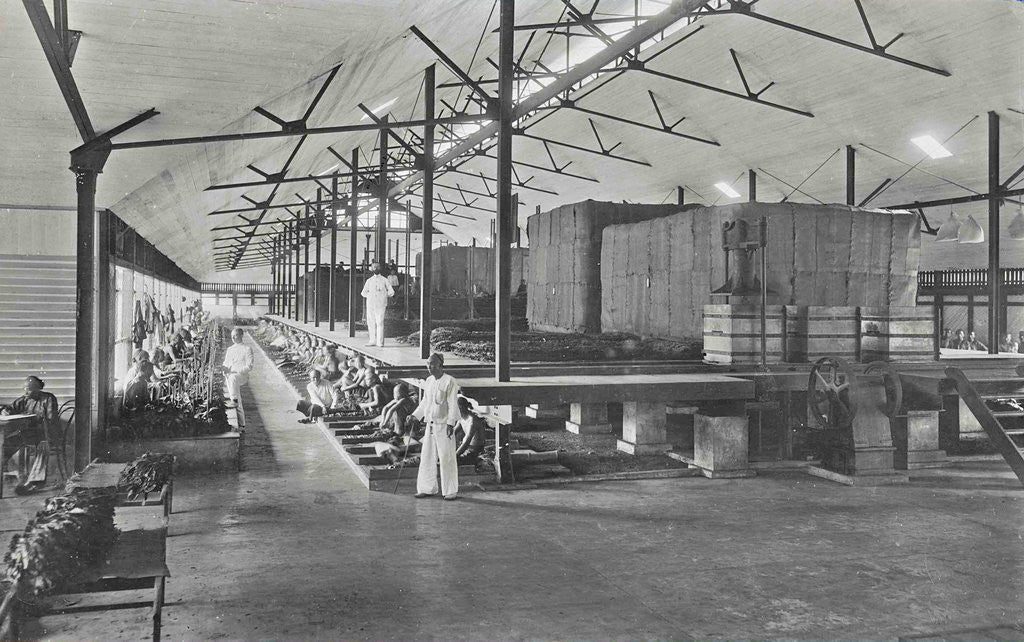 Detail of Sumatra, sorters in fermentable barn, Indonesia by Anonymous