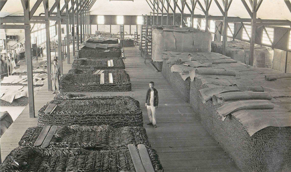 Detail of Sumatra indonesia tobacco stack in barn by Anonymous