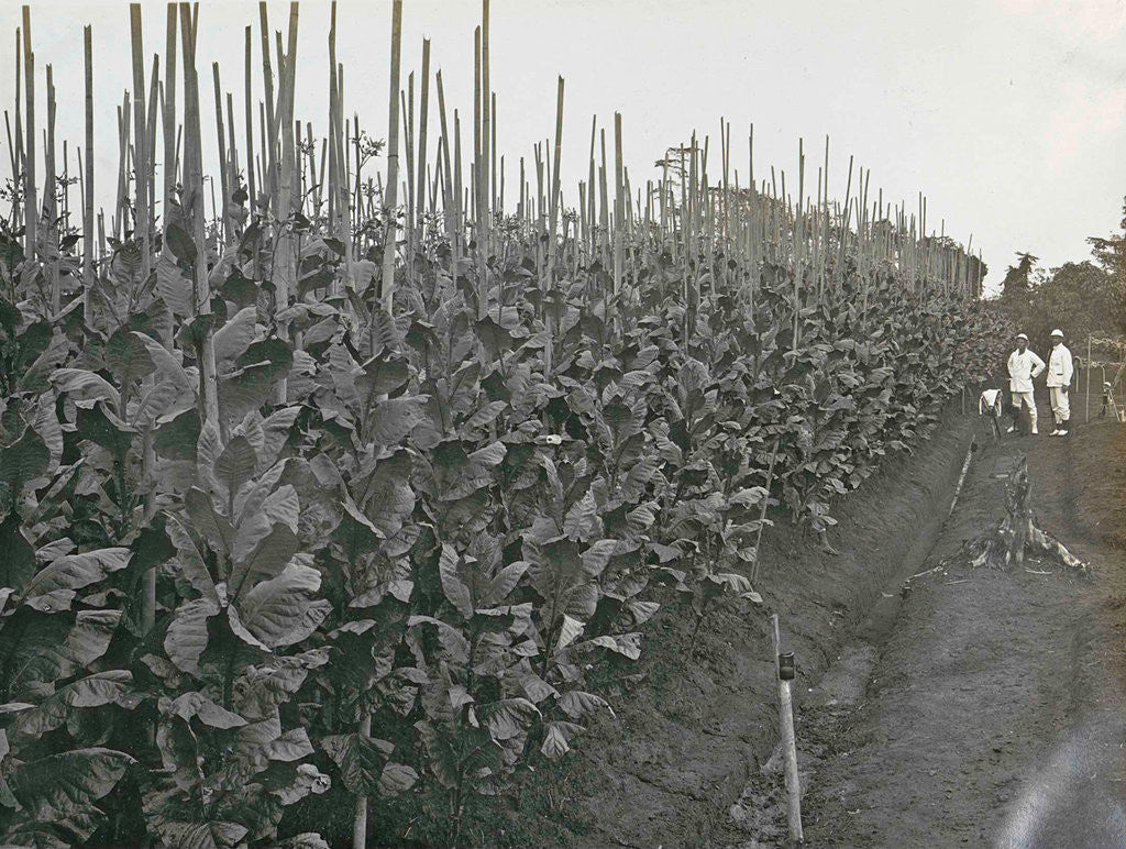 Detail of Sumatra indonesia Boeloe Sjina tobacco fields (Deli Mij) with planters by Anonymous