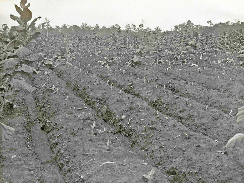 Detail of Sumatra indonesia Boeloe Sjina tobacco fields ravaged by storm by Anonymous